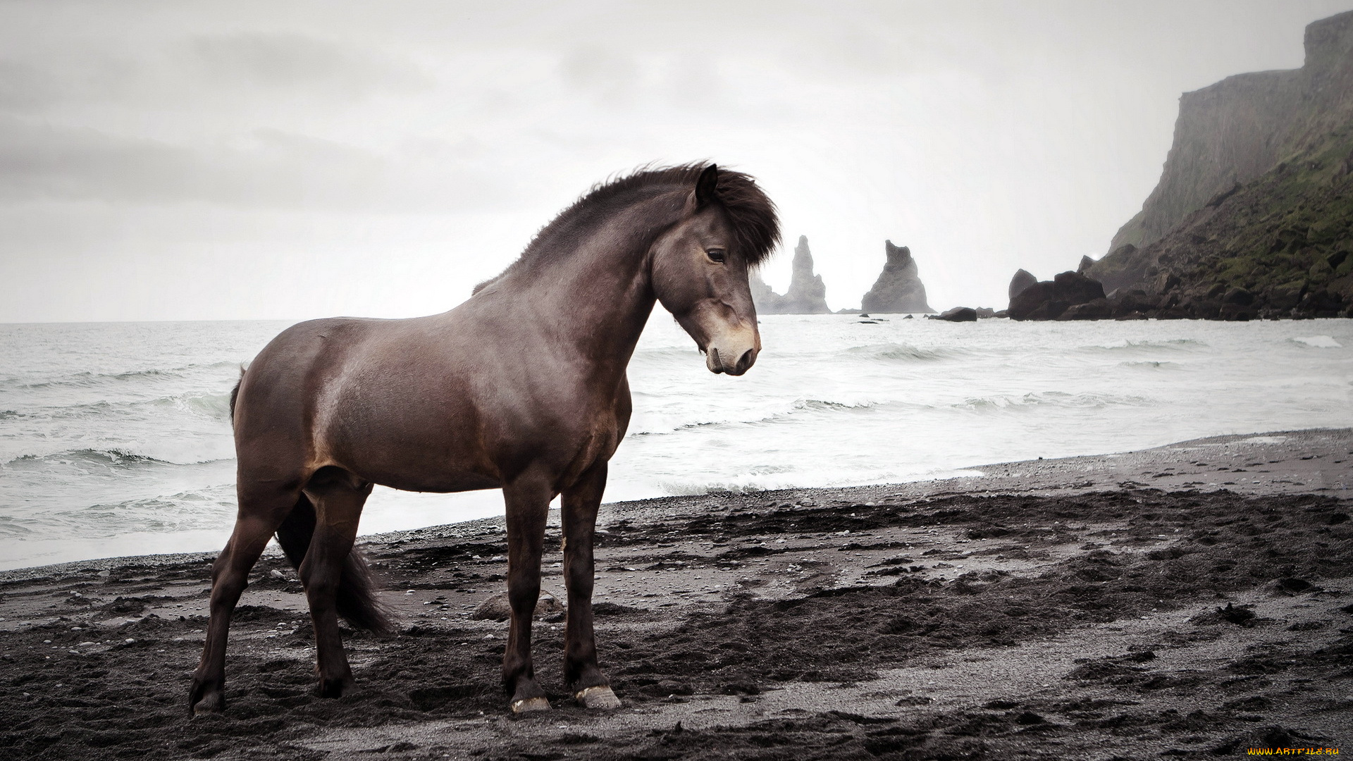 животные, лошади, море, конь, природа