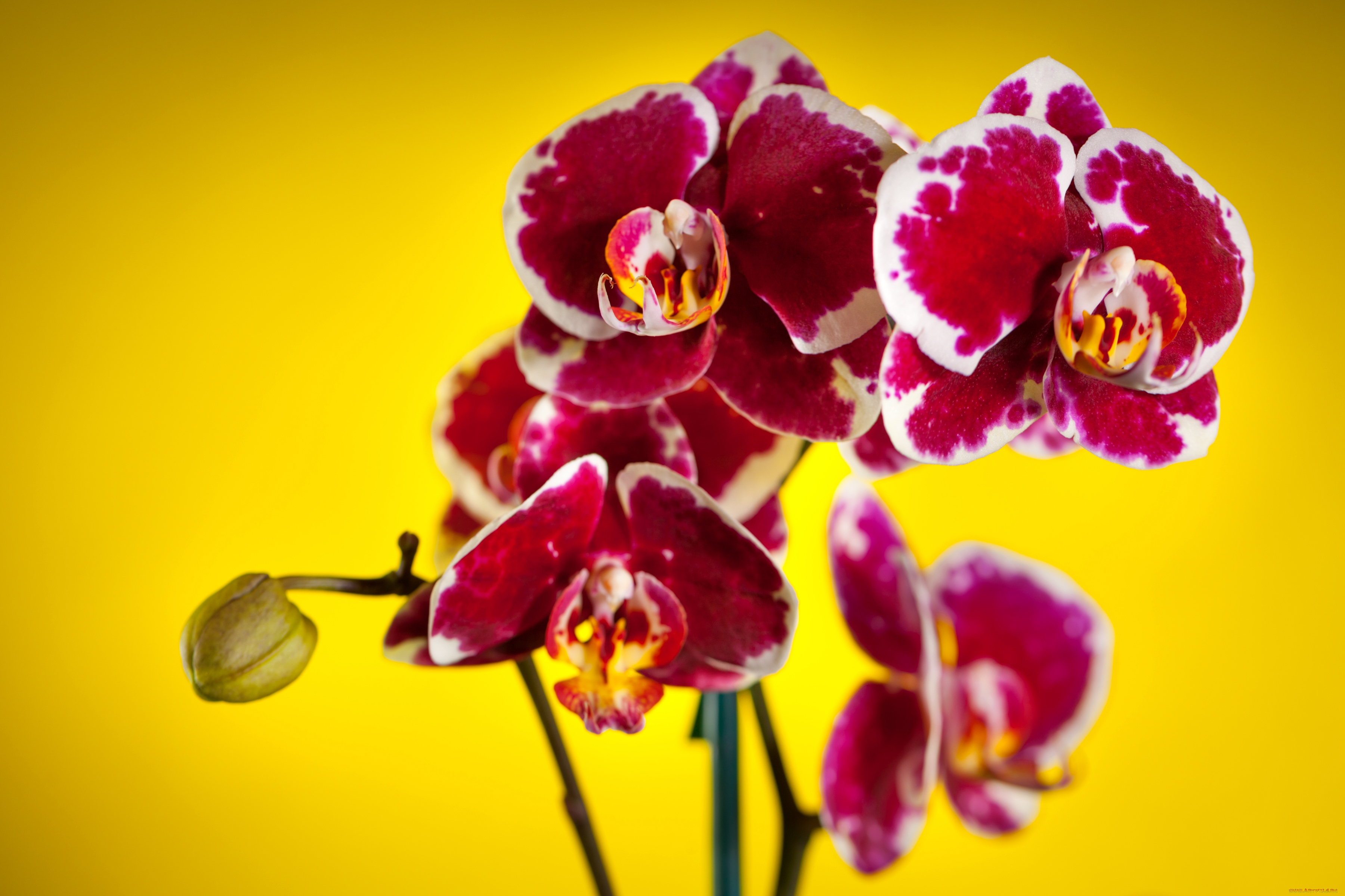 цветы, орхидеи, пестрый