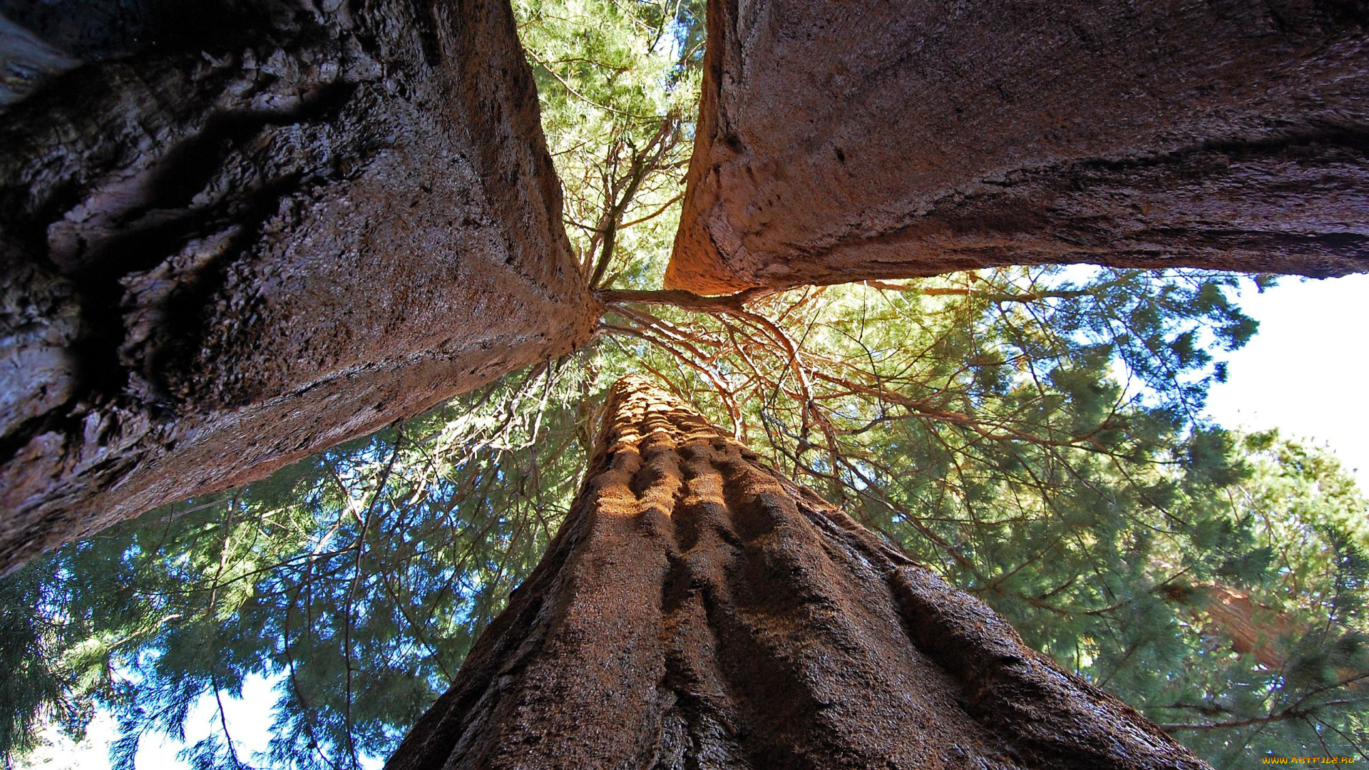 giant, sequoia, природа, лес, giant, sequoia, национальный, парк, дерево
