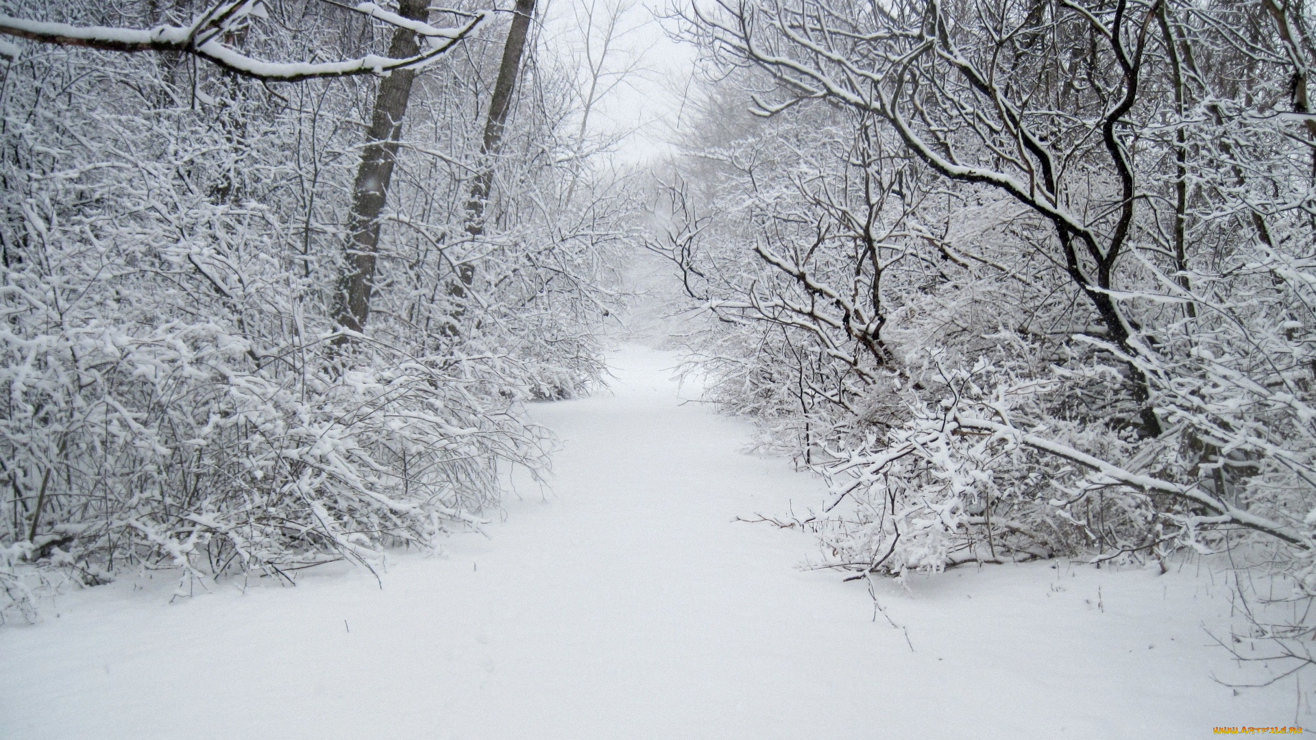природа, зима, дорожка, лес, снег