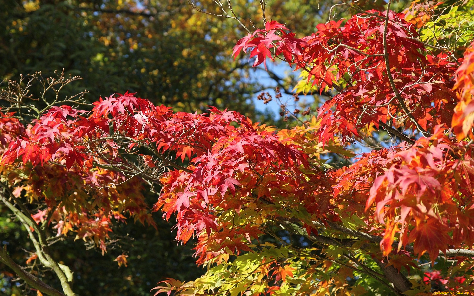 природа, листья, осень, дерево