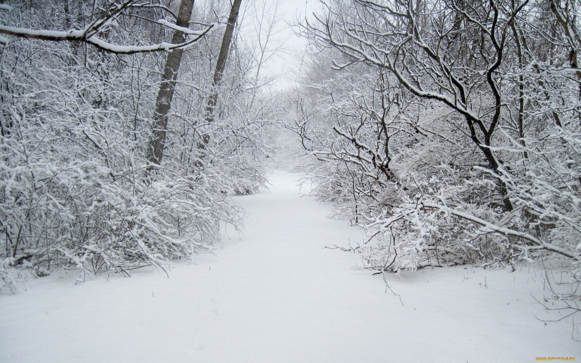 природа, зима, дорожка, лес, снег