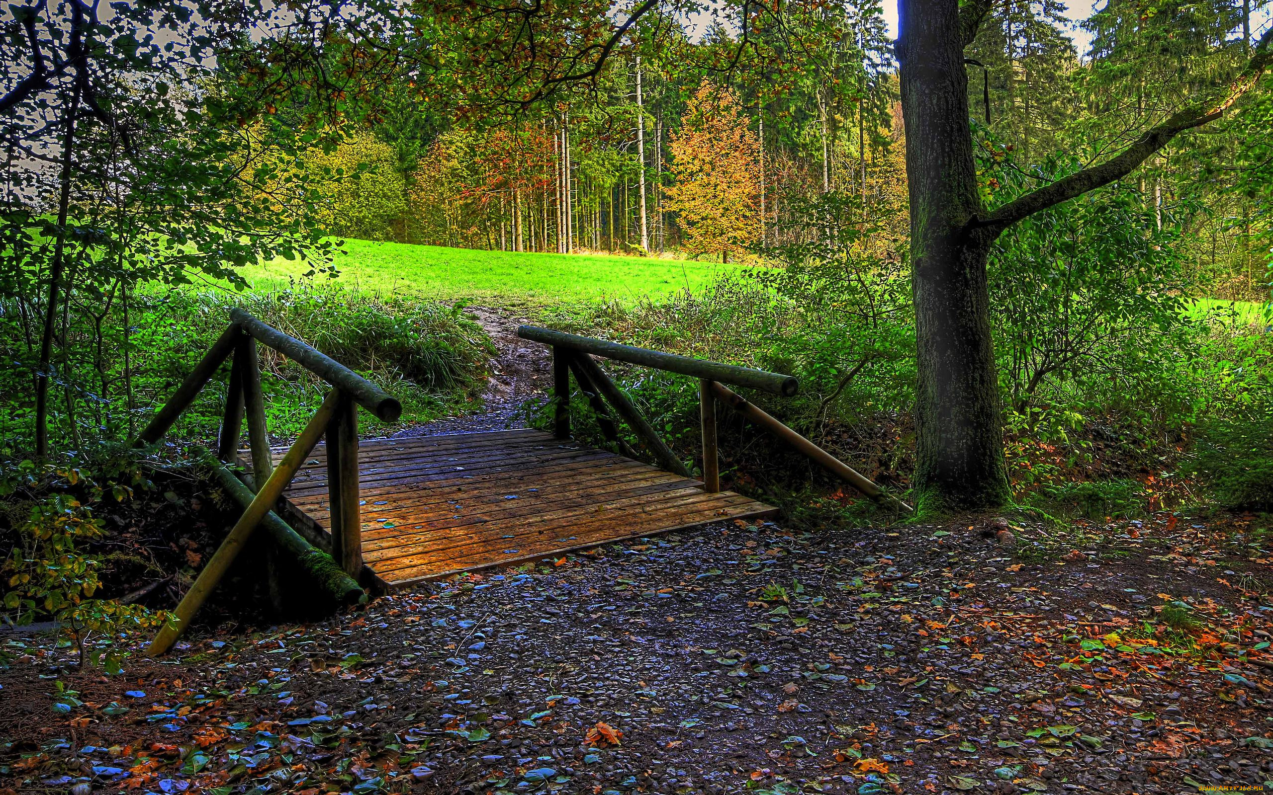 bridge, to, the, forest, природа, лес, мост