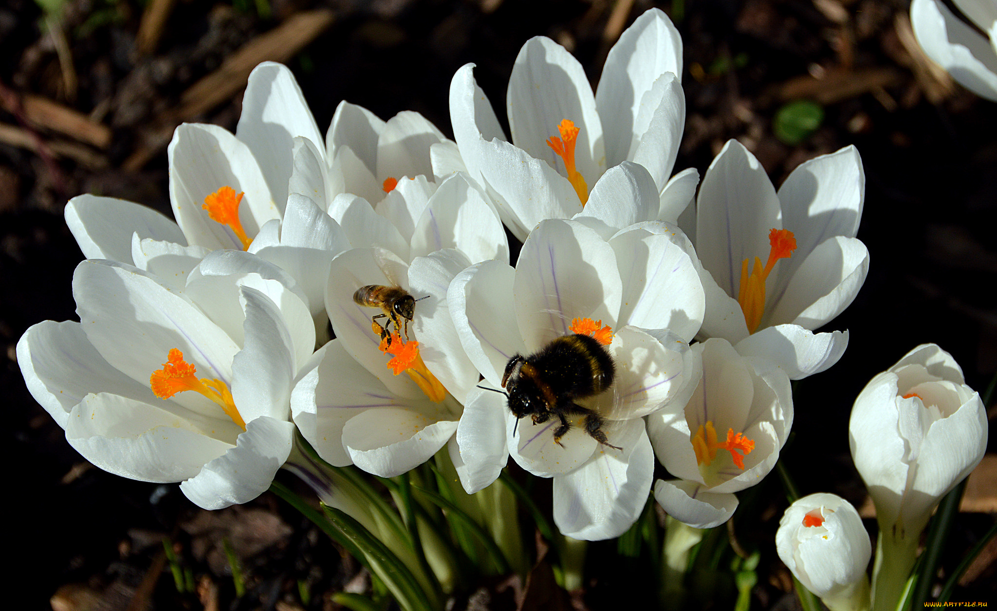 цветы, крокусы, белые, весна, макро, пчела, насекомые, шмель