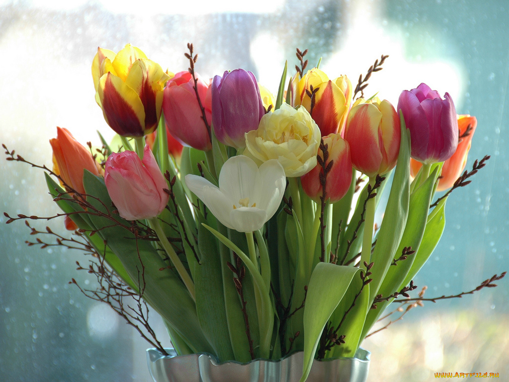 tulips, цветы, тюльпаны