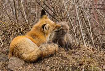 Картинка животные лисы любовь малыш мама