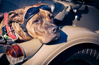 Картинка животные собаки ошейник очки мотоцикл