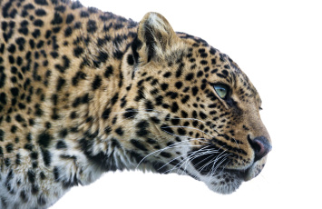 Картинка животные леопарды голова портрет