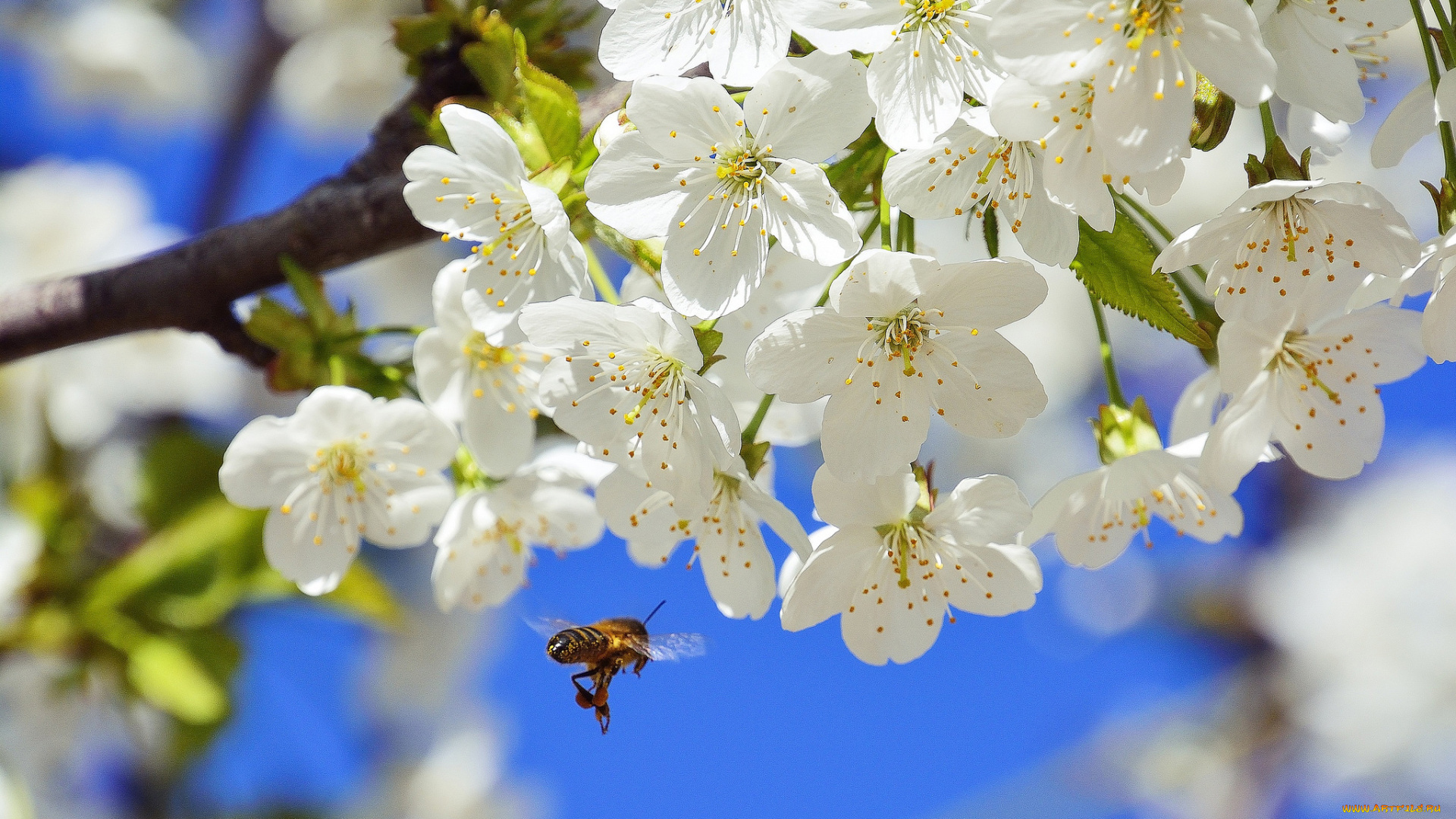 цветы, сакура, , вишня, насекомое, цветки, пчела, цветение, вишня, ветка, весна, природа, макро