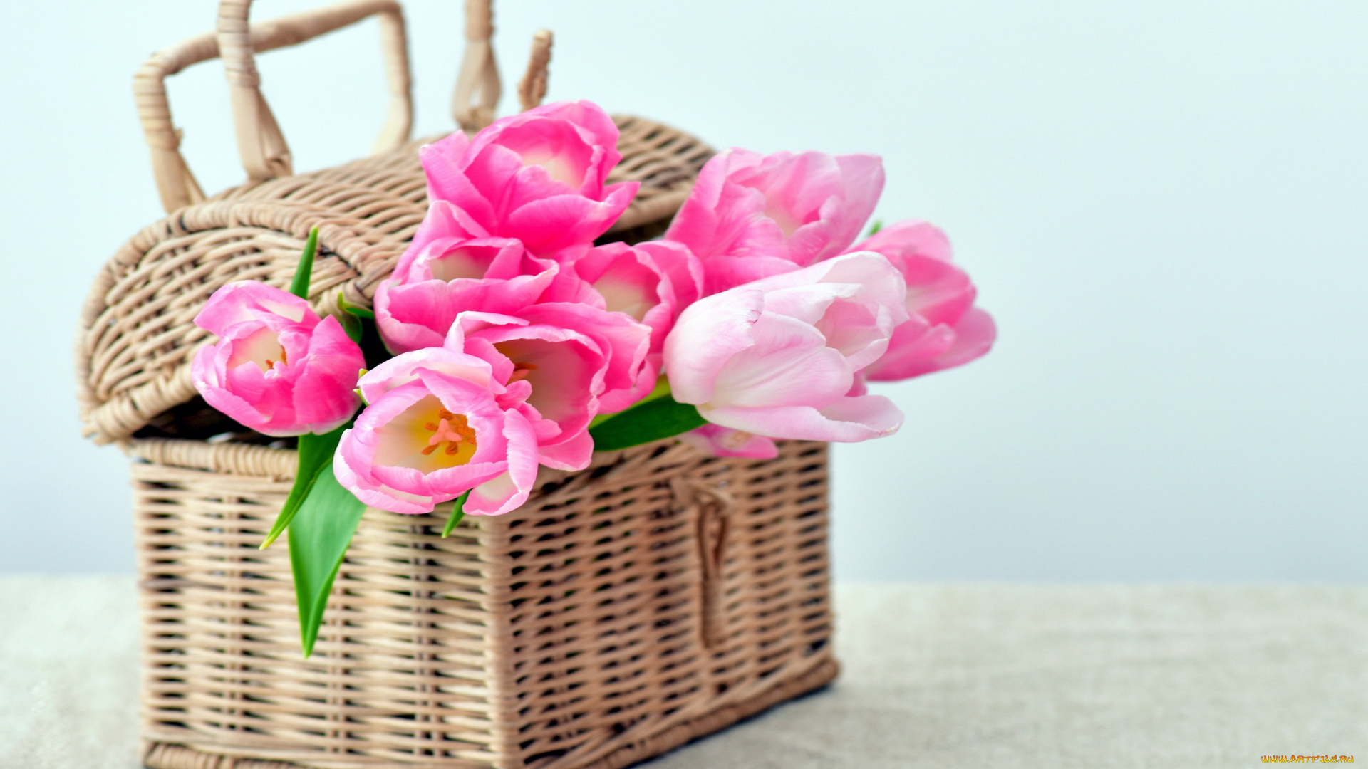 цветы, тюльпаны, розовые, корзинка