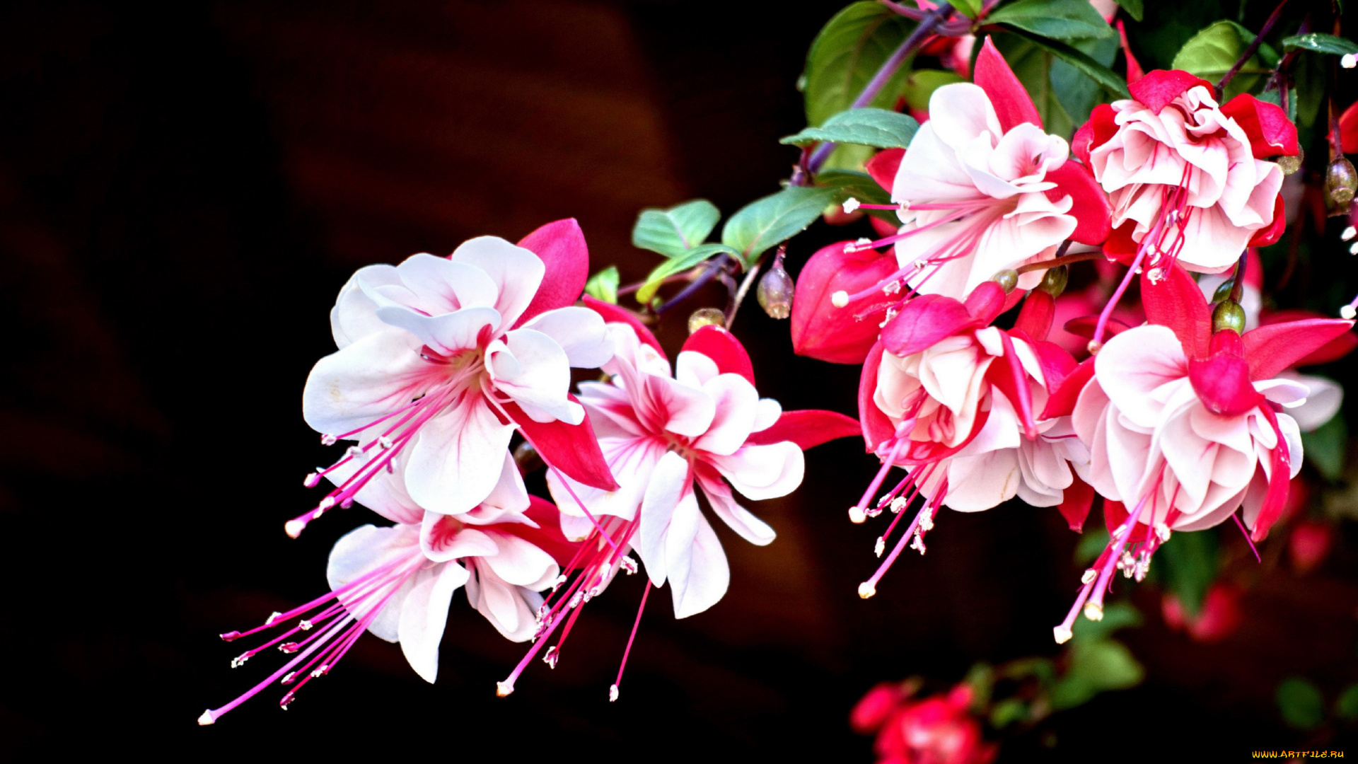 цветы, фуксия, бело-розовый