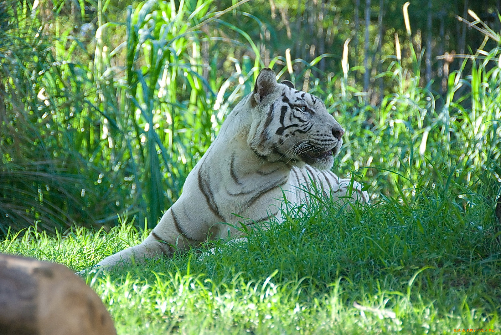 животные, тигры, на, траве, тигр, белый
