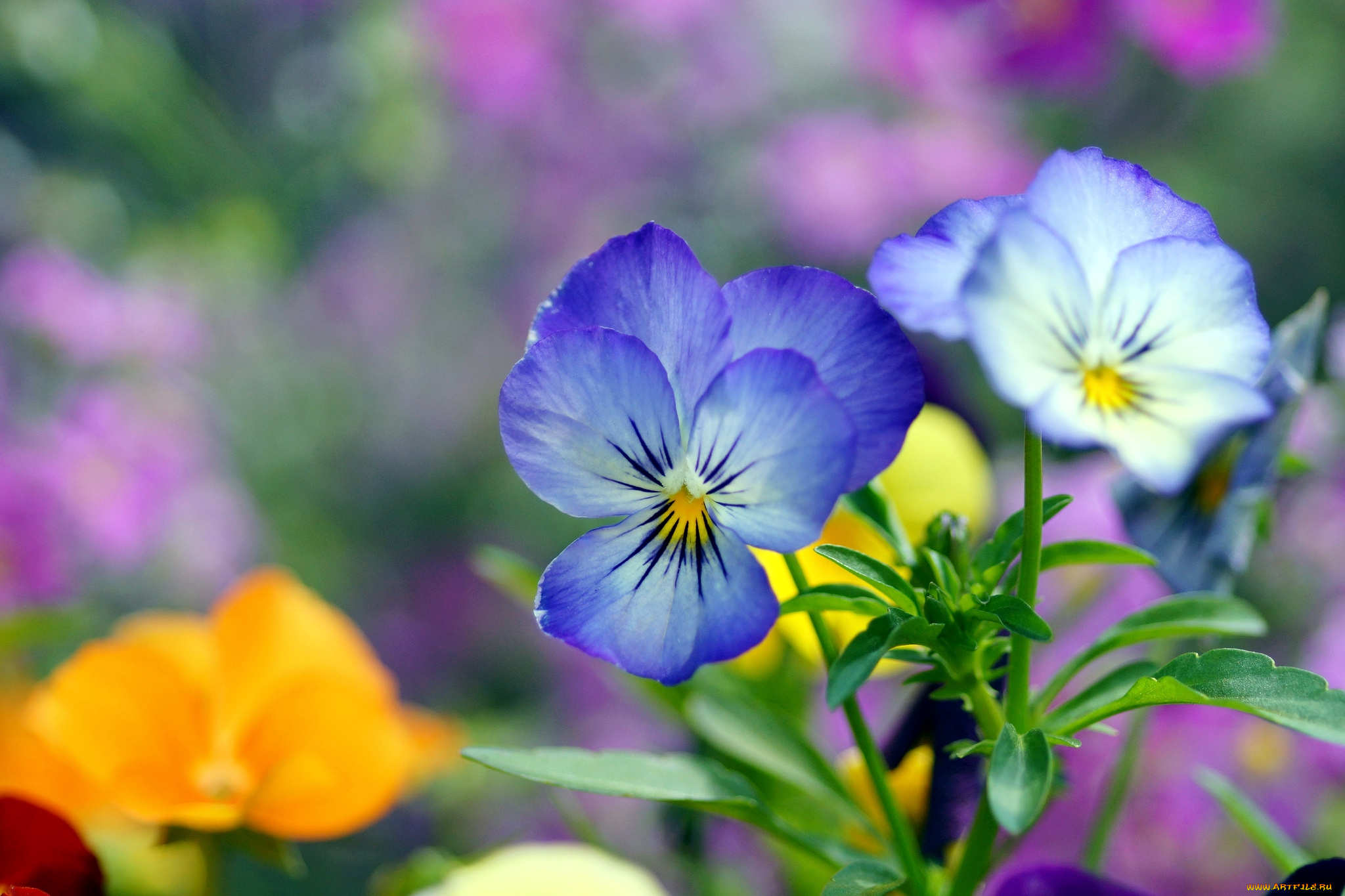 цветы, анютины, глазки, садовые, фиалки, голубой