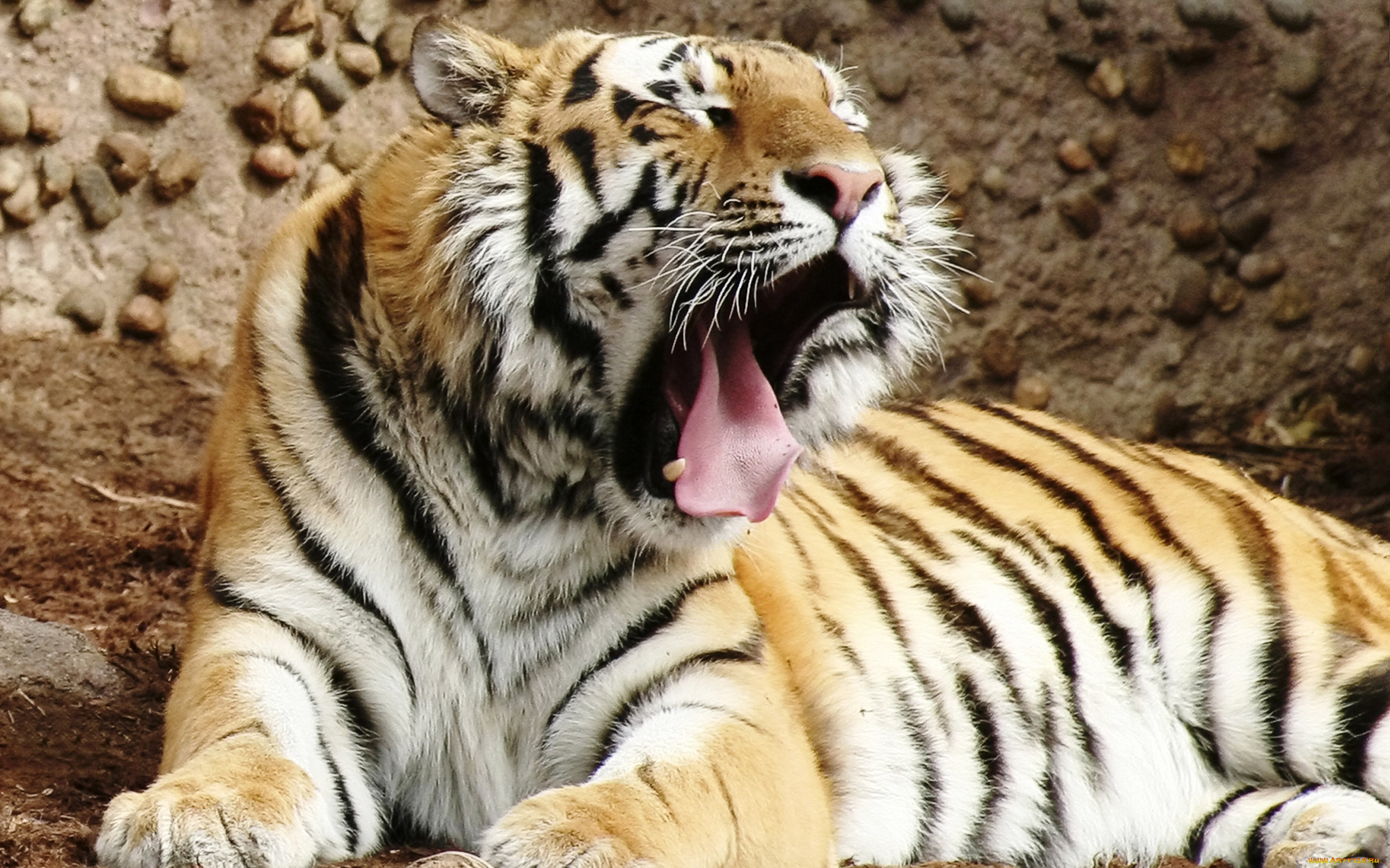 bengal, tiger, животные, тигры, тигр, зевает, отдых