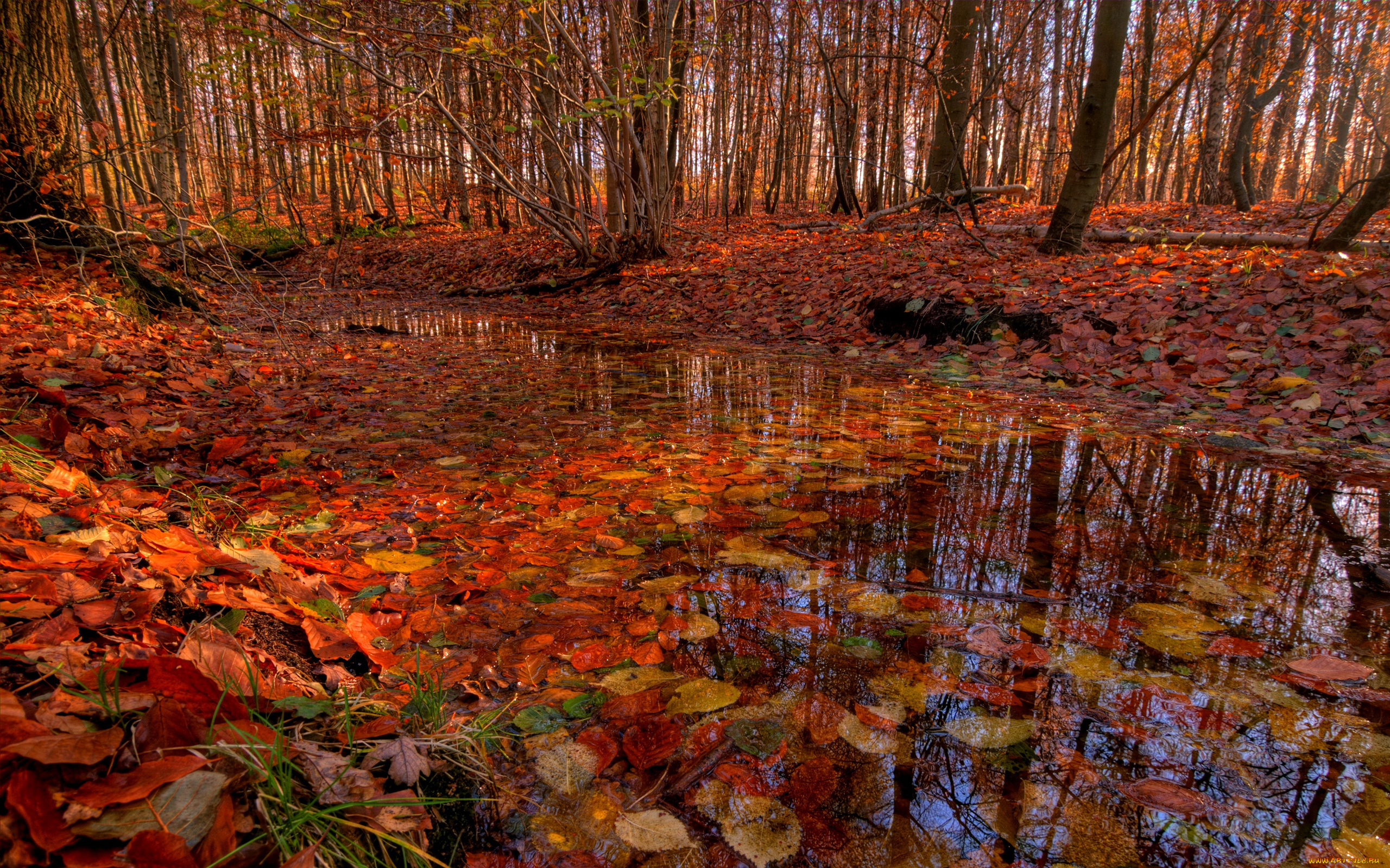 природа, лес, осень, пруд, красные, листья