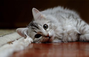 Картинка животные коты сибиряк