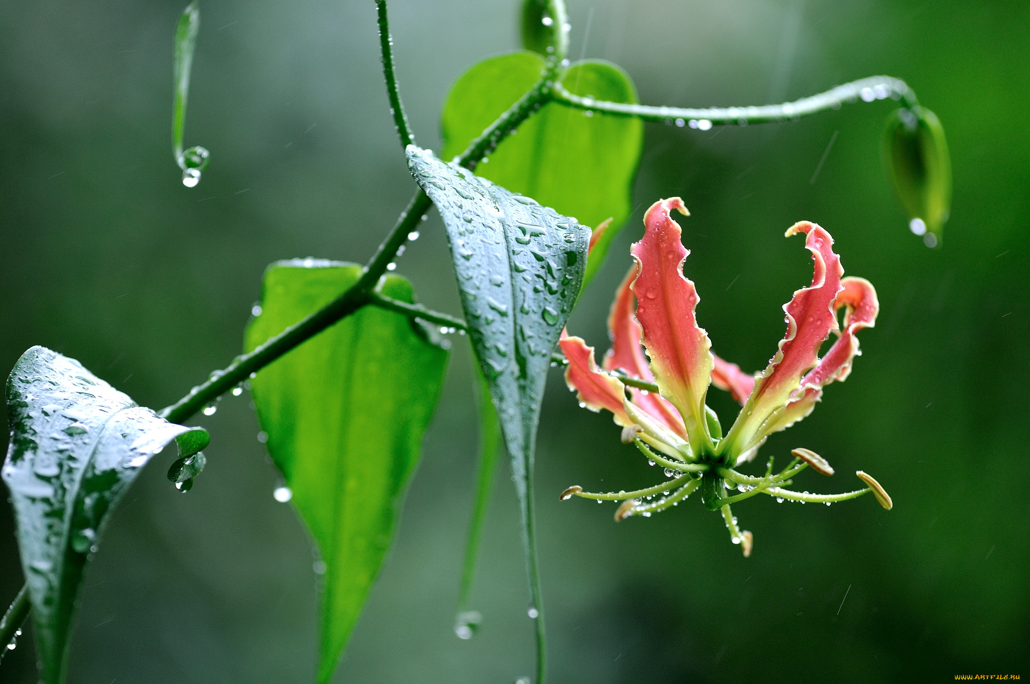 цветы, глориоза, лилия, дождь