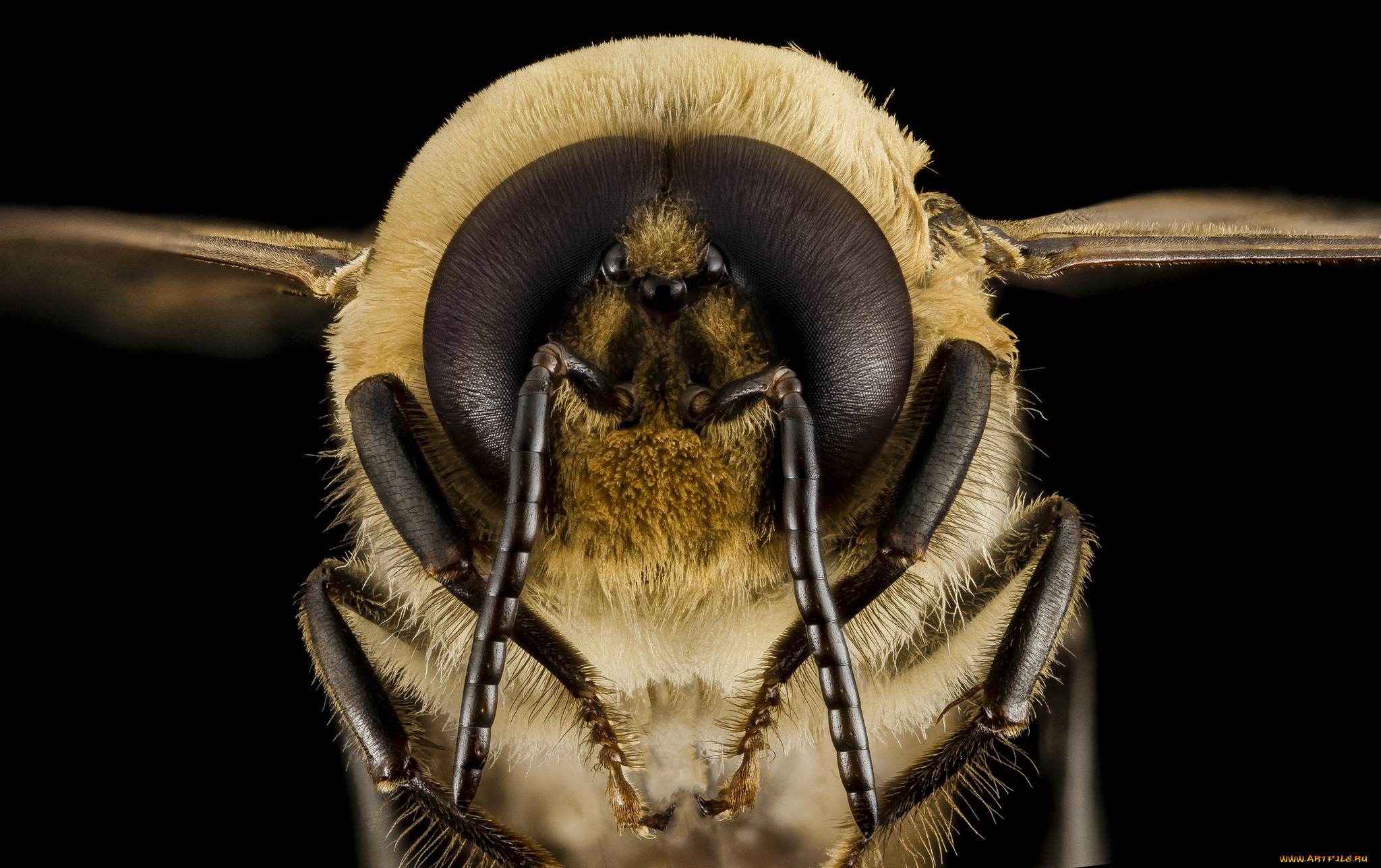 животные, пчелы, , осы, , шмели, макросъемка, насекомое