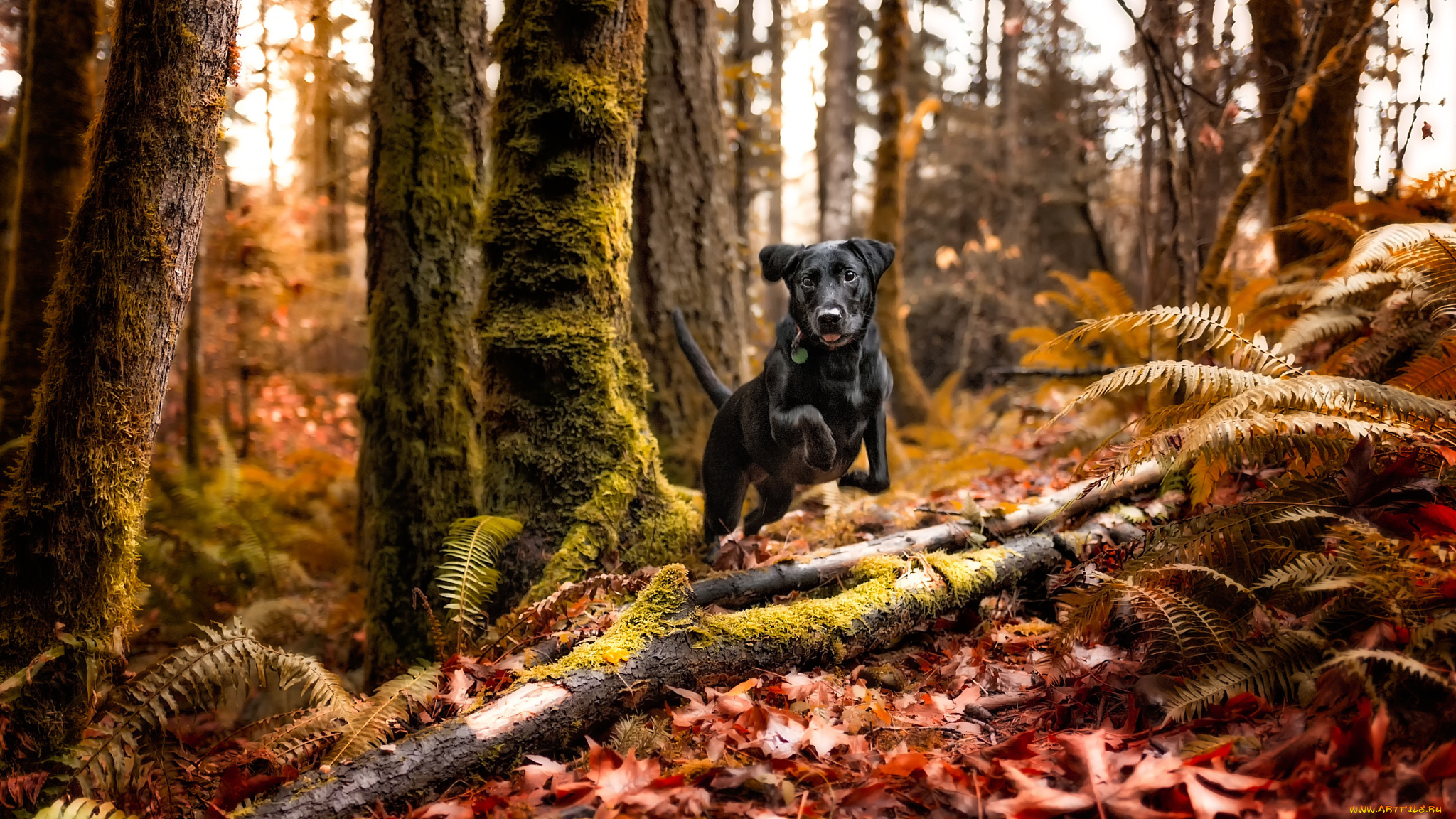 животные, собаки, осень, лес, чёрная, собачка
