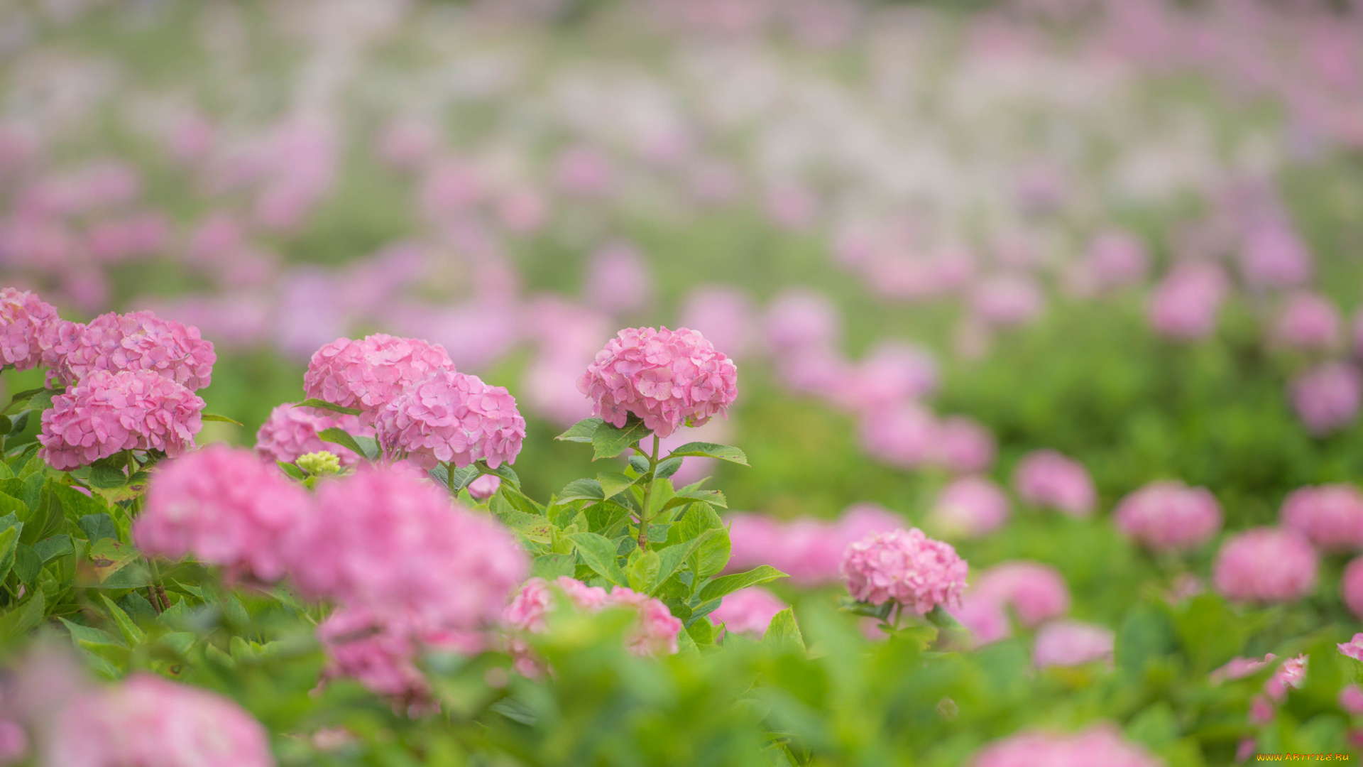 цветы, гортензия, розовые, pink, flowers