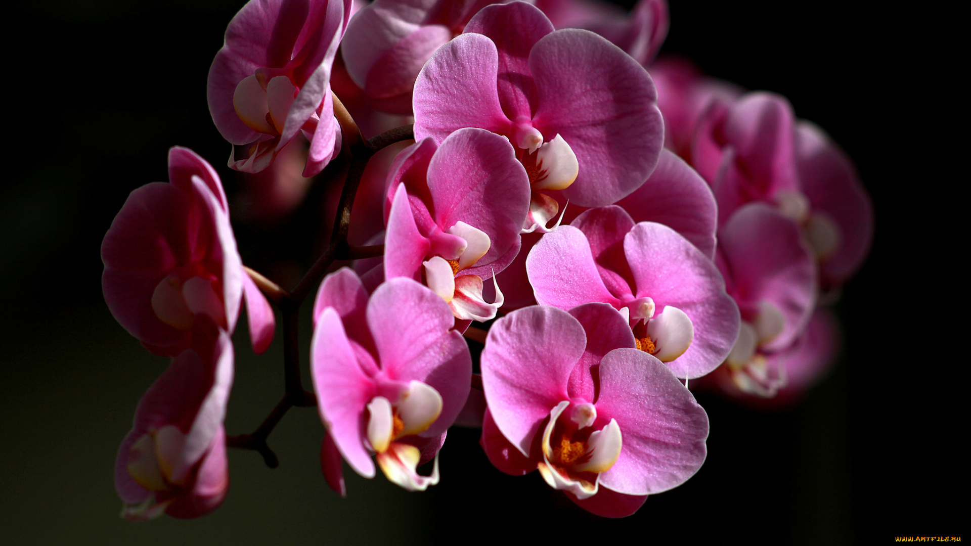 цветы, орхидеи, цвет, лепестки, цветение, орхидея