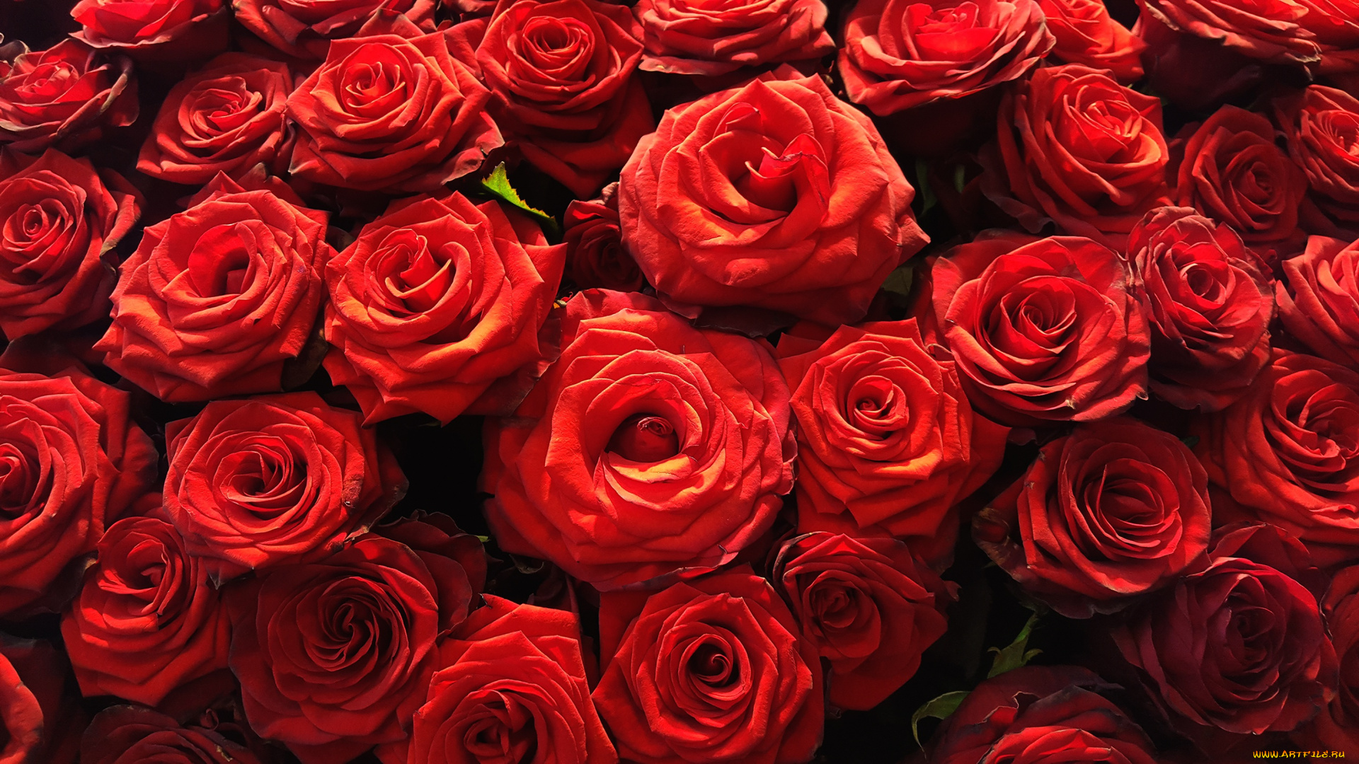 цветы, розы, много, красные, яркие, алые, роза, лепестки, бутоны