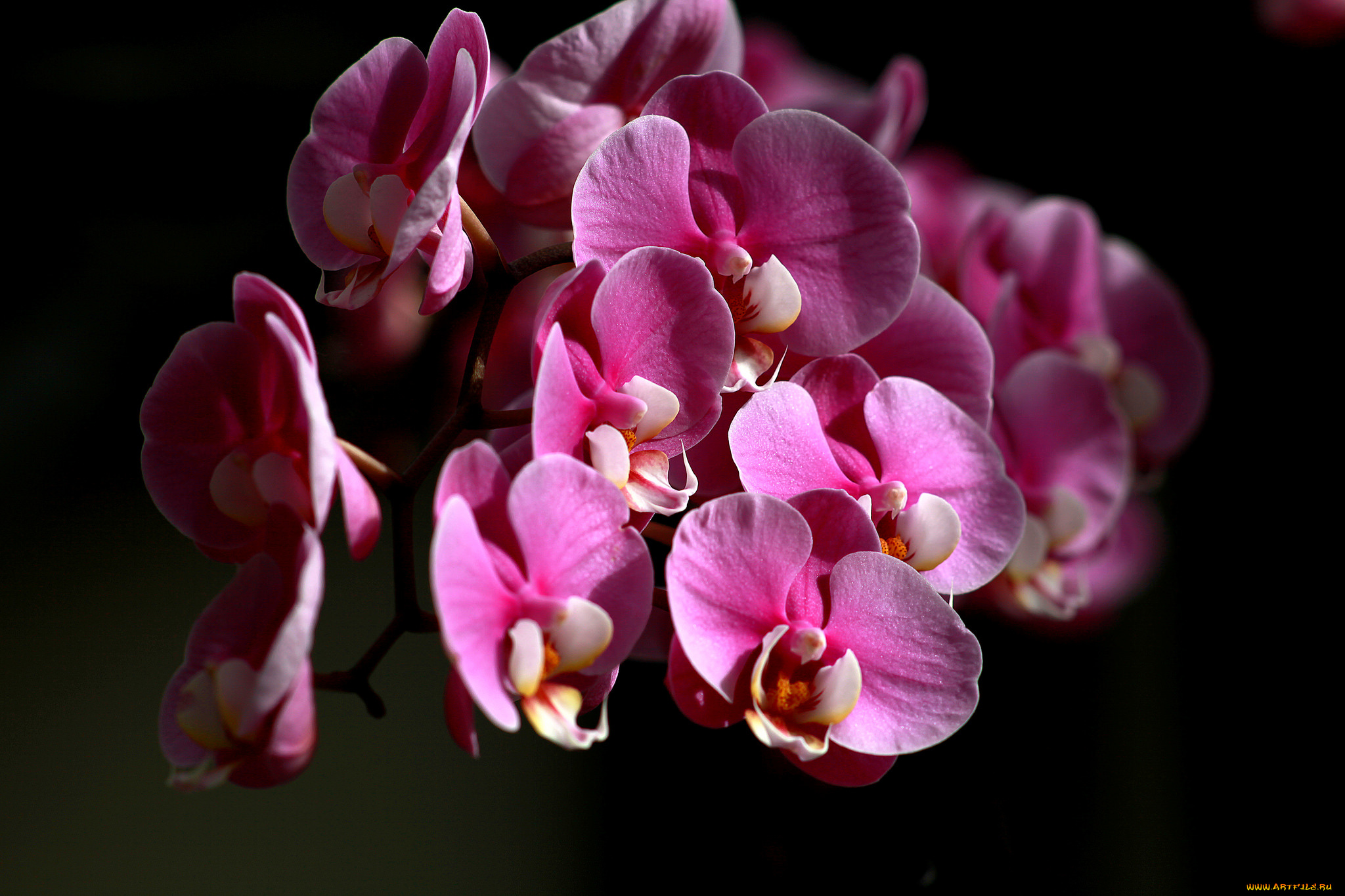 цветы, орхидеи, цвет, лепестки, цветение, орхидея
