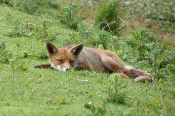 Картинка животные лисы опасна шерсть окрас лиса