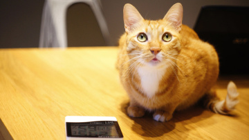 Картинка животные коты кошка часы гаджет сидит рыжий кот