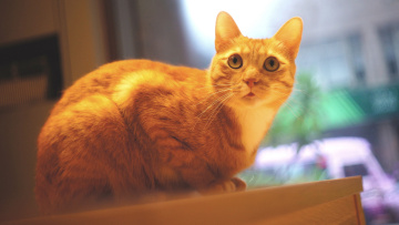 Картинка животные коты кошка взгляд сидит рыжий кот