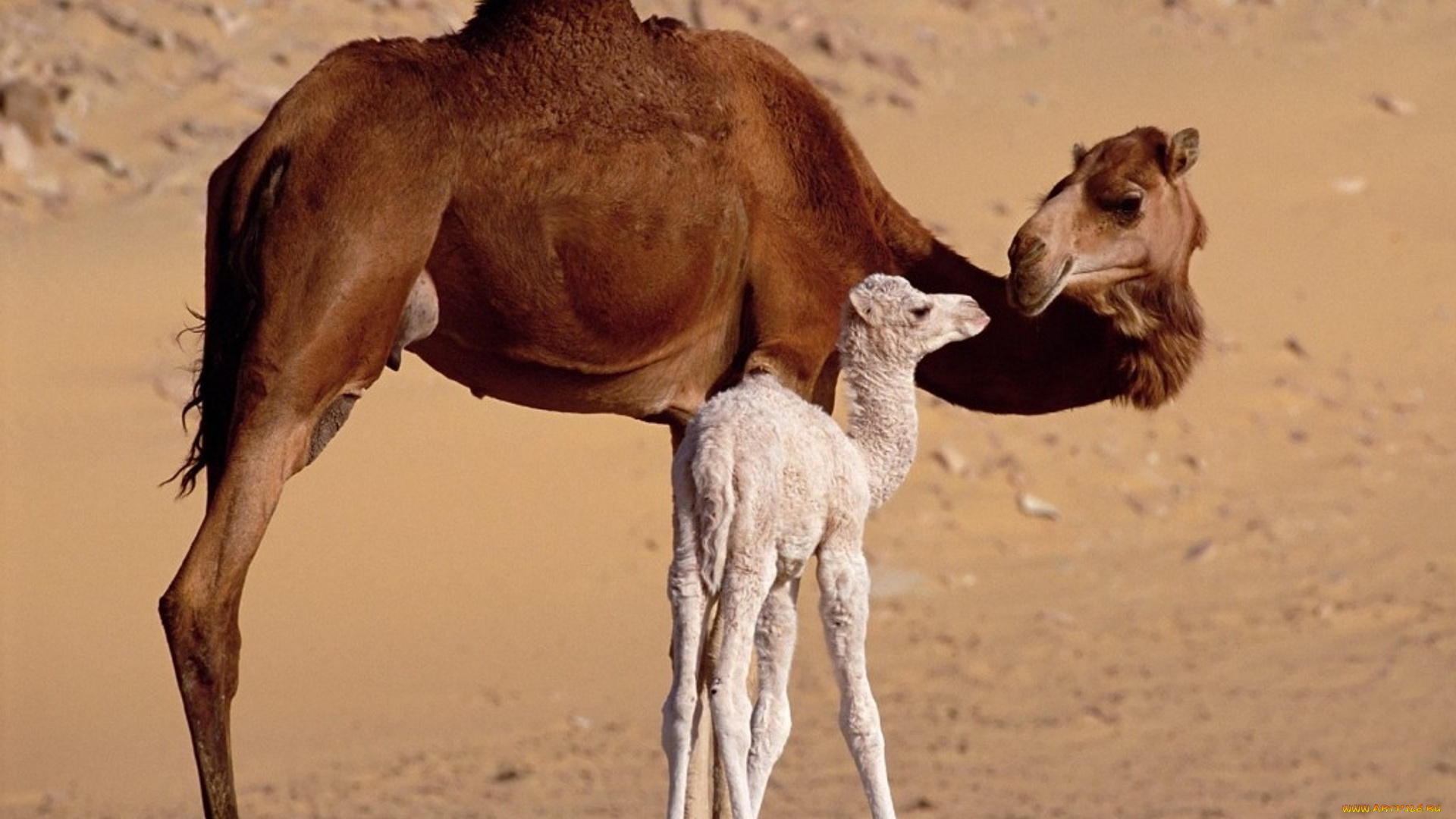 time, with, mum, животные, верблюды, семейство, пустыня