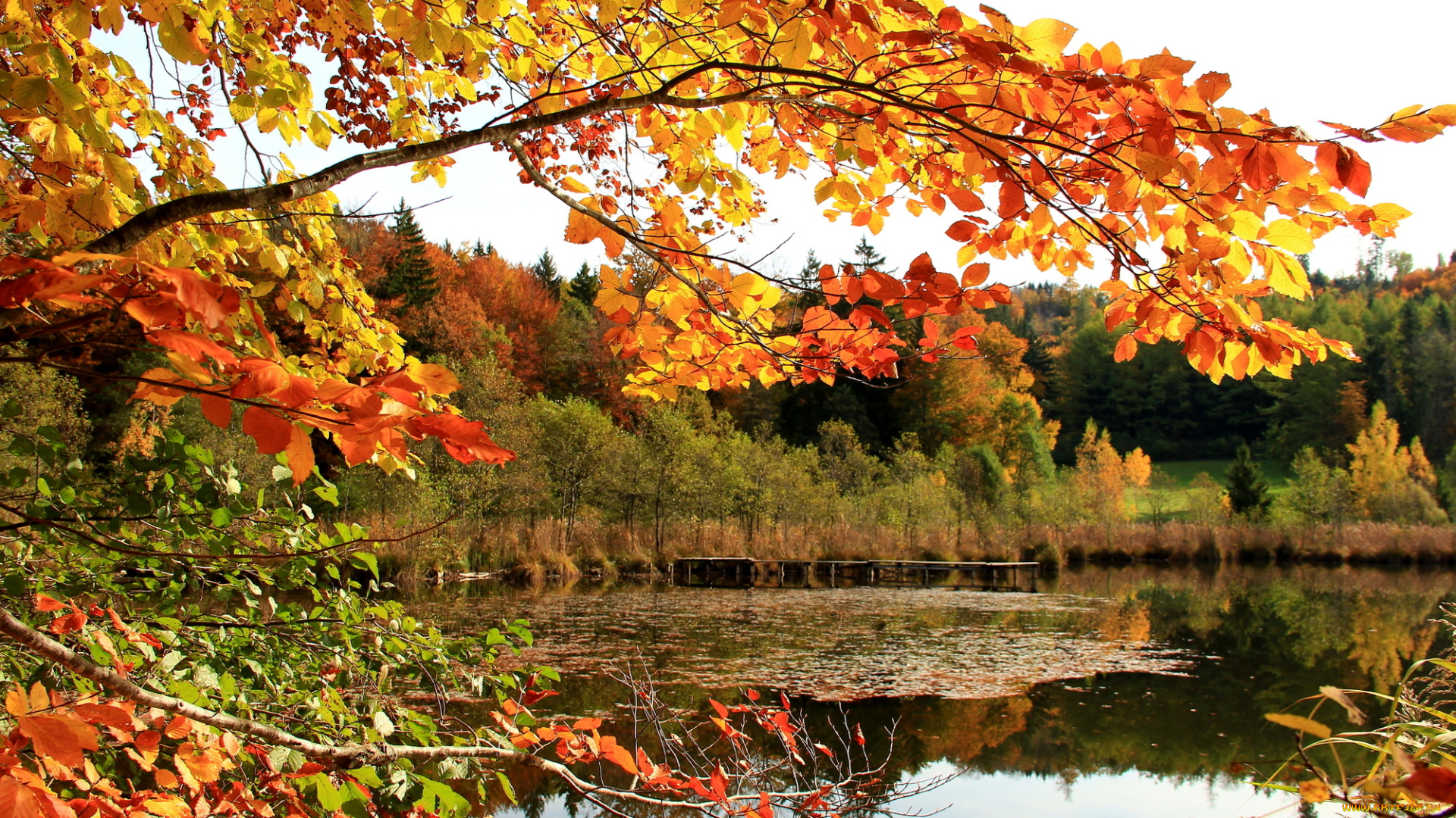 природа, реки, озера, осень, листья, ветка, озеро, лес, небо