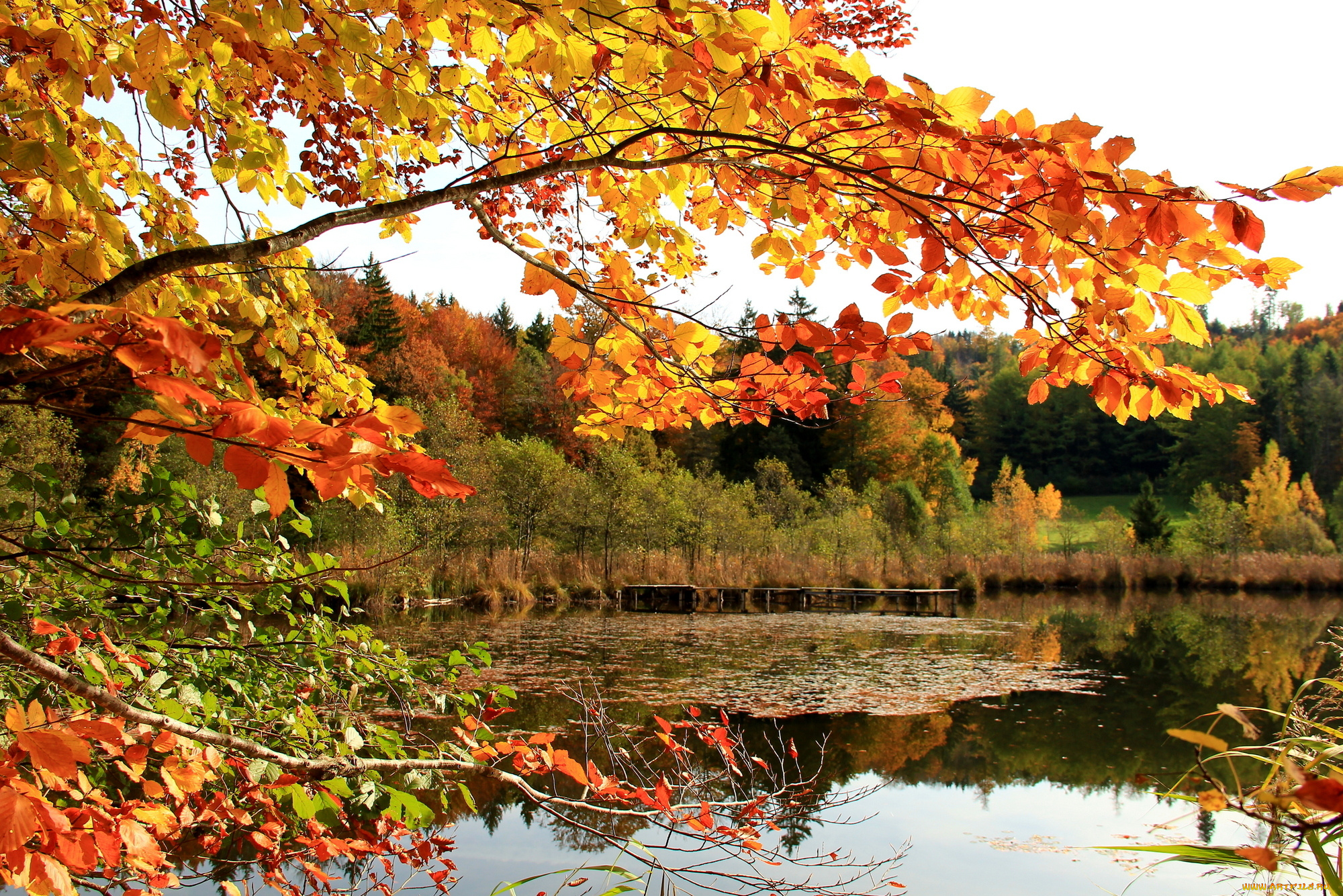 природа, реки, озера, осень, листья, ветка, озеро, лес, небо