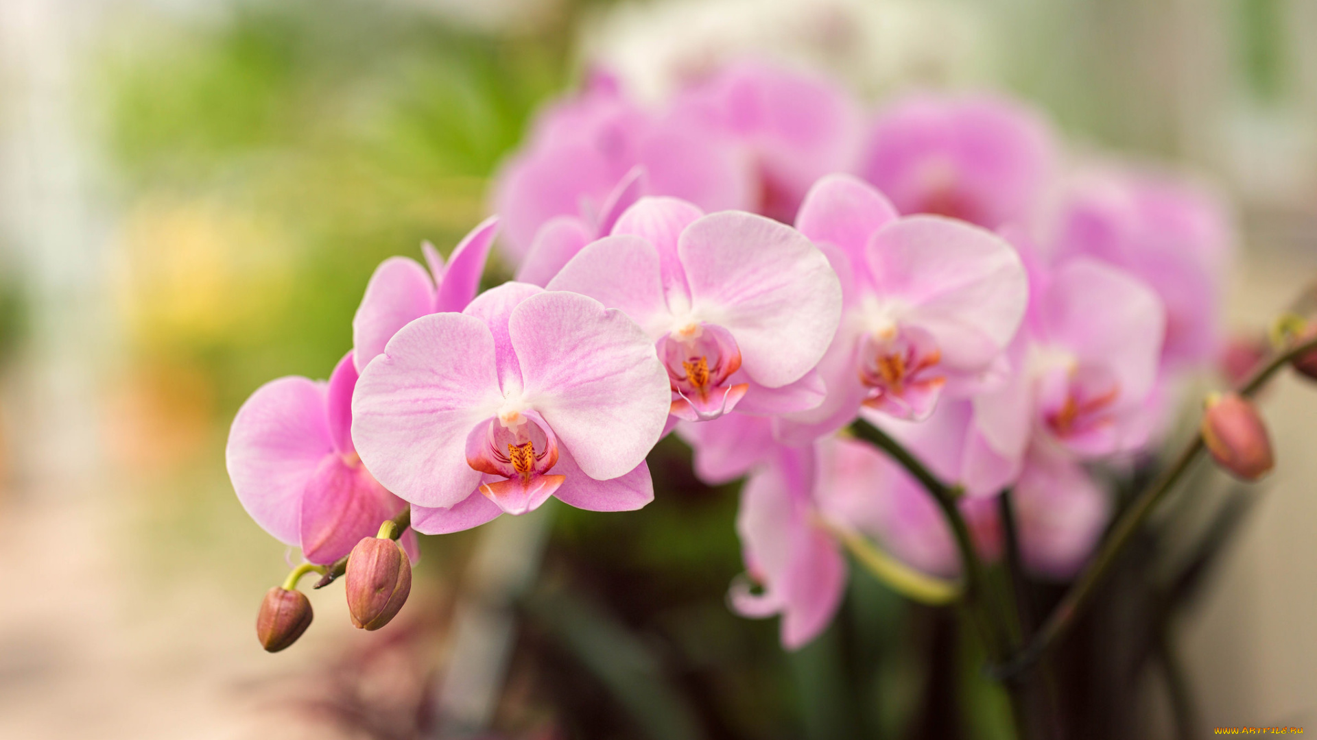 цветы, орхидеи, орхидея, яркая, лепестки, цветение