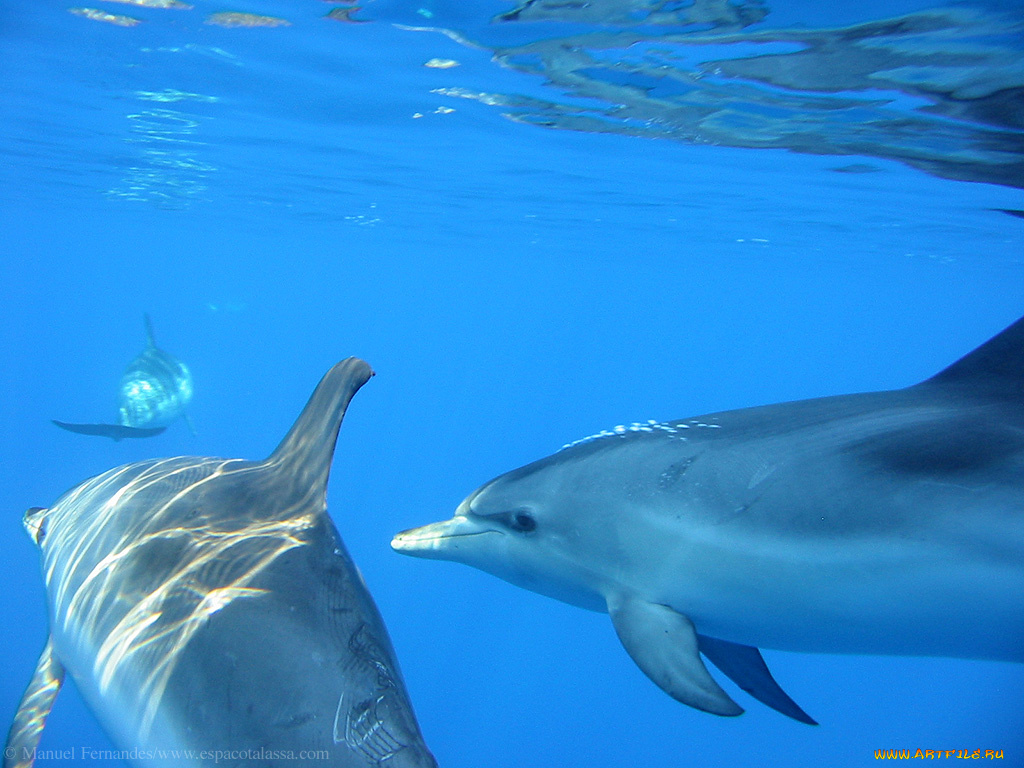 delfin, животные, дельфины