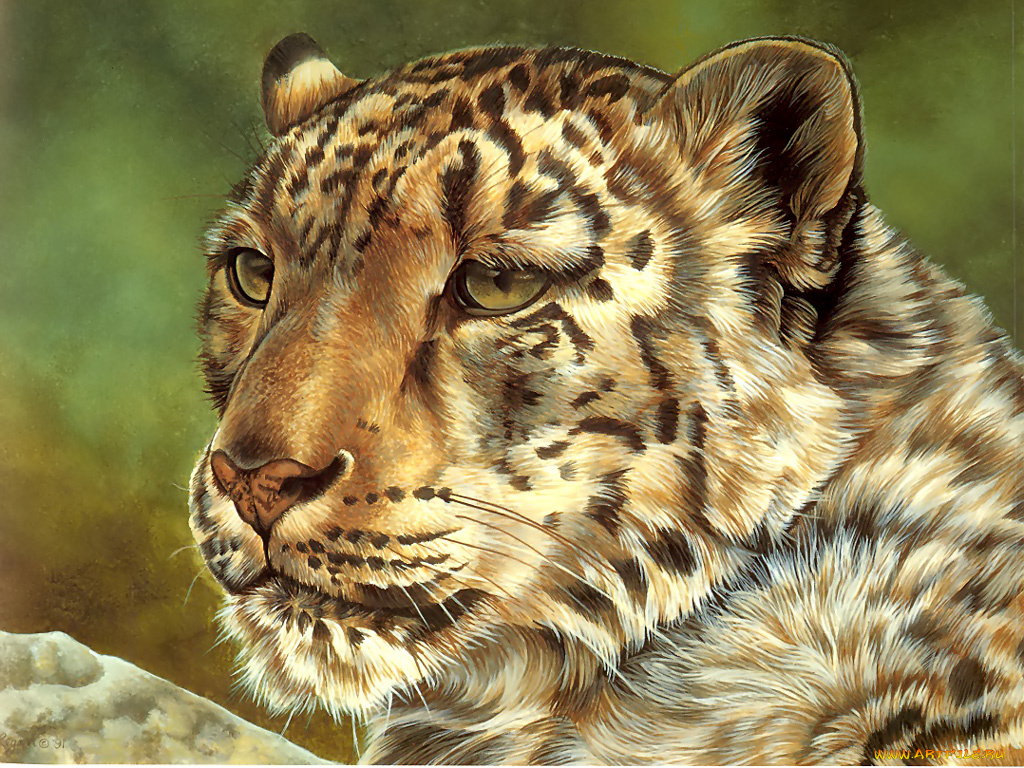 рисованные, животные, ягуары, леопарды