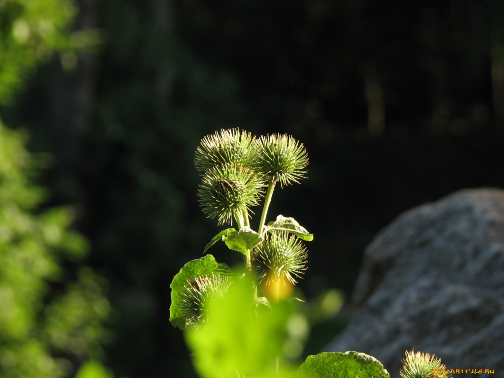 grow, with, sun, цветы, Чертополох, репейник