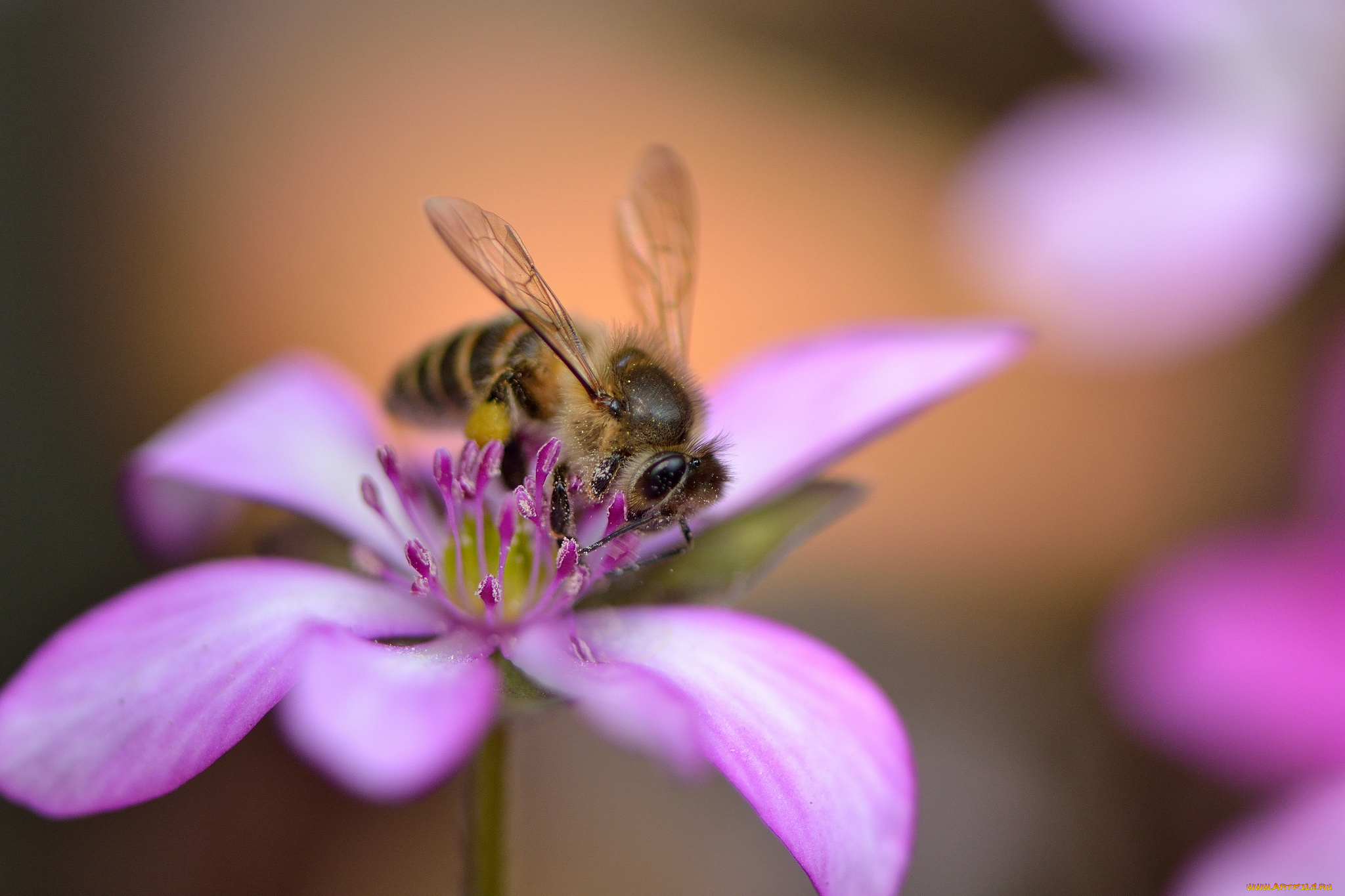 животные, пчелы, , осы, , шмели, пчела, цветок