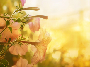 Картинка цветы петунии +калибрахоа