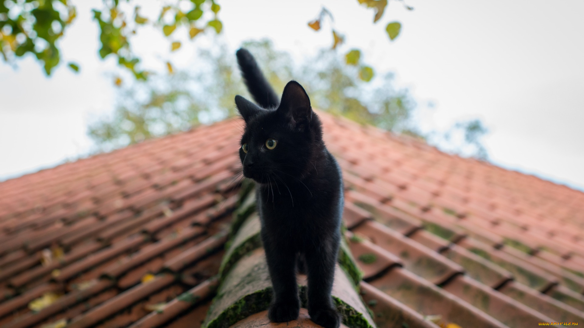 животные, коты, черный, цвет, крыша, листья