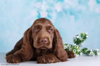 Картинка животные собаки ветка боке цветы отдых фон зелень собака