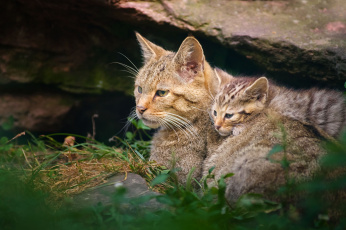 Картинка животные дикие кошки отдых малыш мама