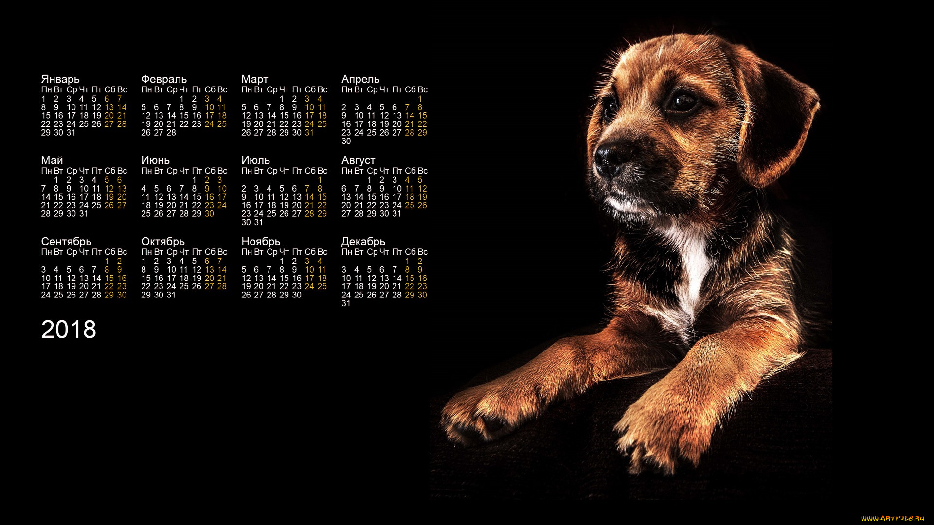 календари, животные, черный, фон, собака