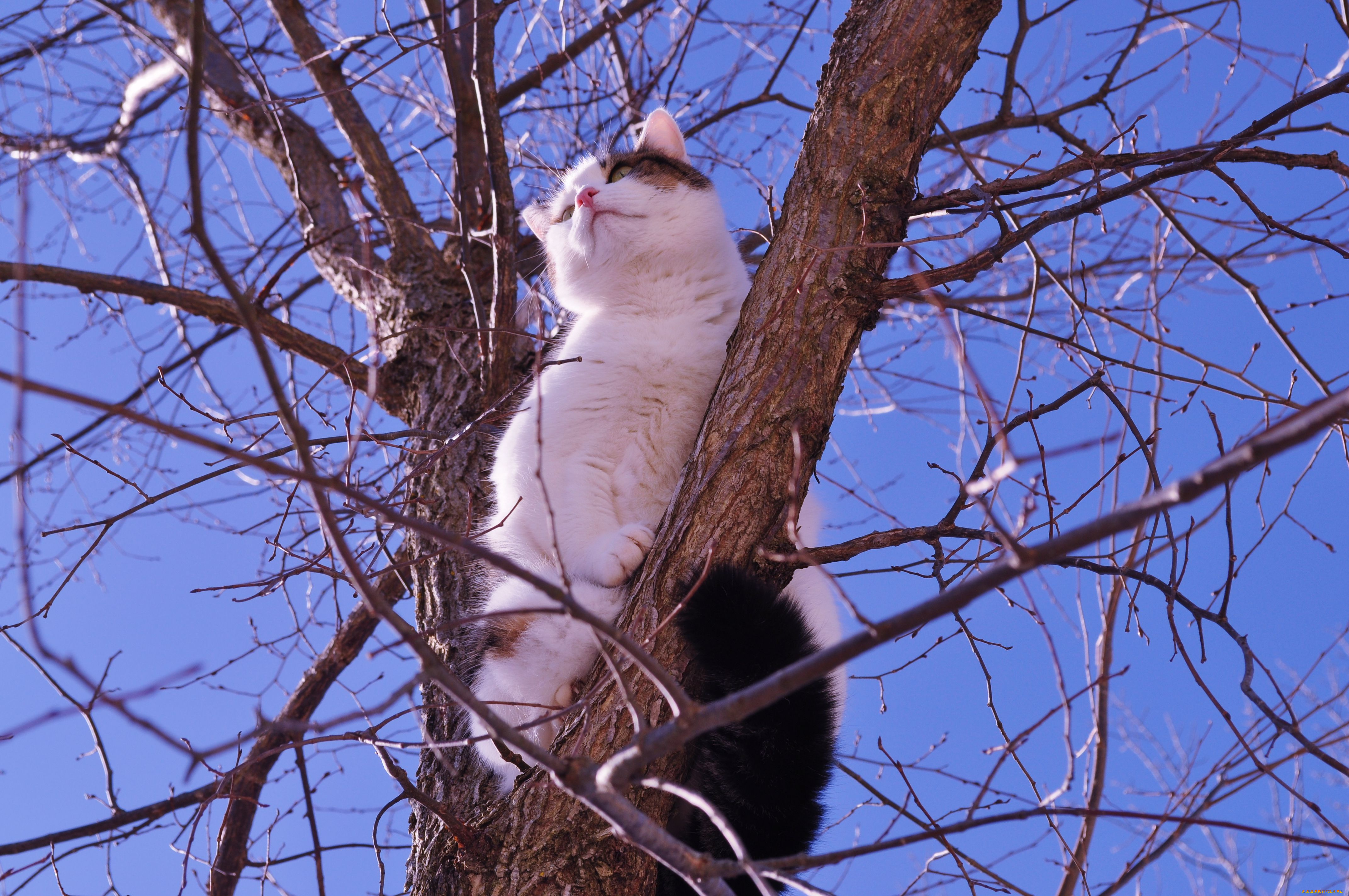животные, коты, кот, на, дереве