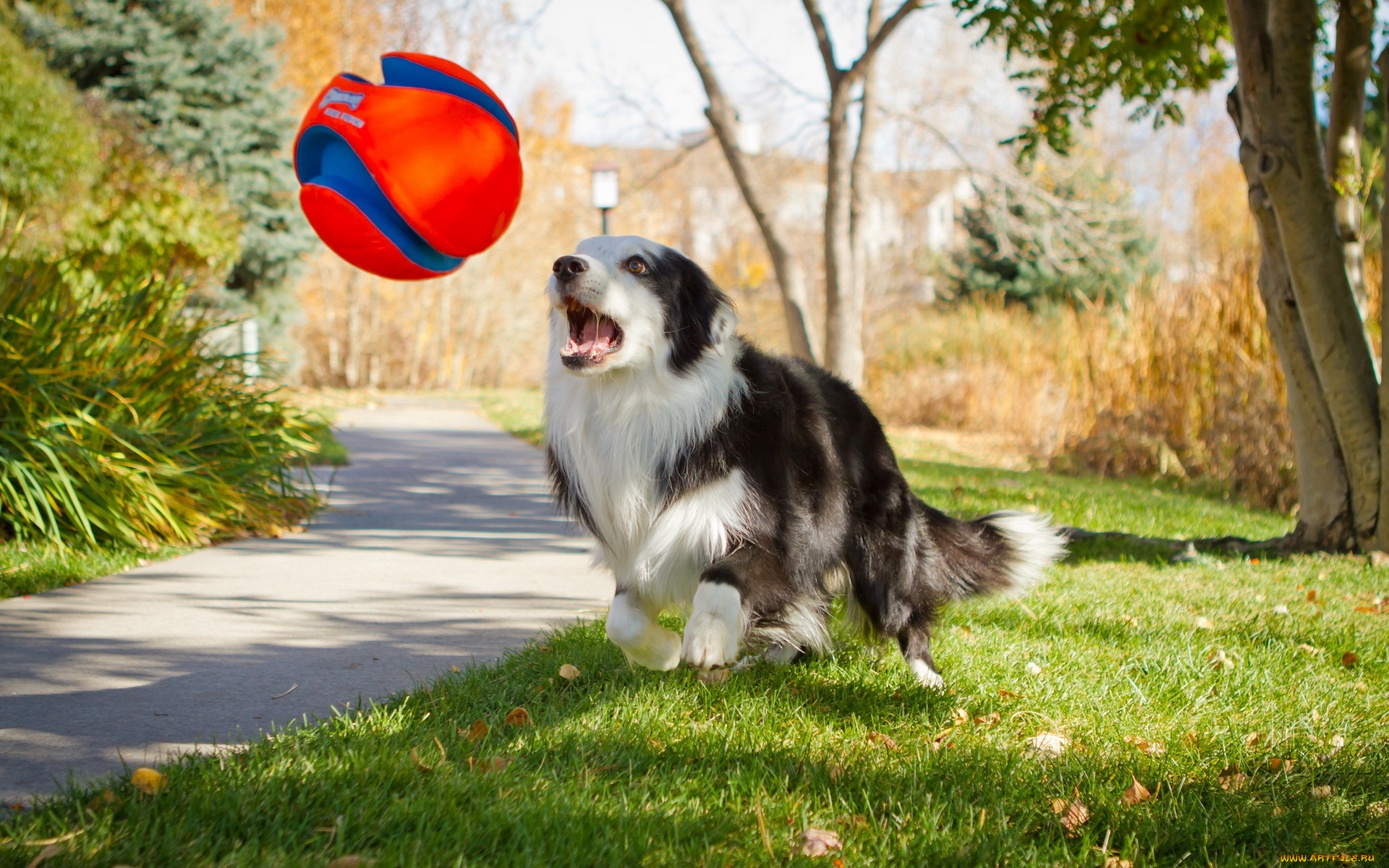 животные, собаки, игра, мяч, собака