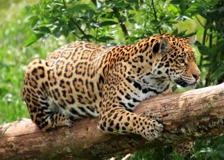 Картинка животные Ягуары хищник бревно