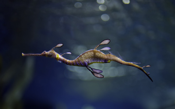 Картинка животные рыбы тряпичник морской дракон конёк-тряпичник
