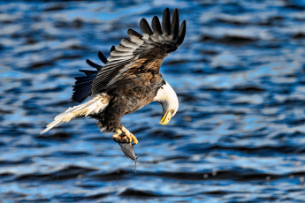 Картинка животные птицы+-+хищники рыба полет крылья хищник орлан добыча