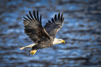 Картинка животные птицы+-+хищники хвостик добыча рыба полет крылья орлан