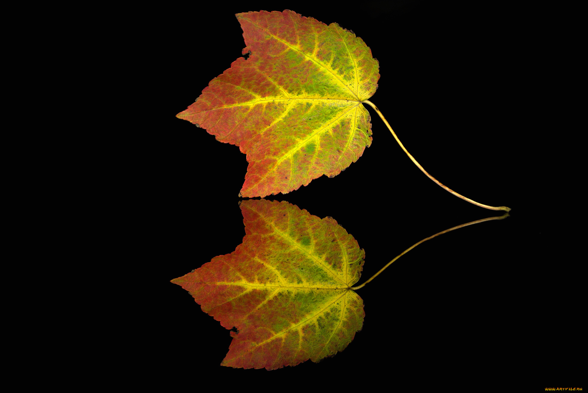 природа, листья, краски, осень, лист, отражение